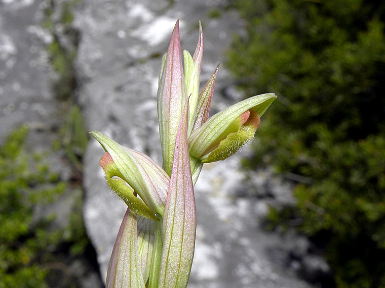 6-Copia di serapias-parviflora-NSCN1783.jpg